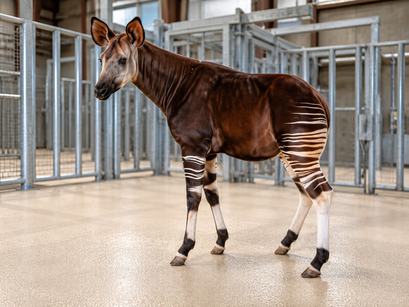 Hoofstock
